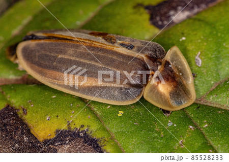 Adult Firefly Beetle 85528233