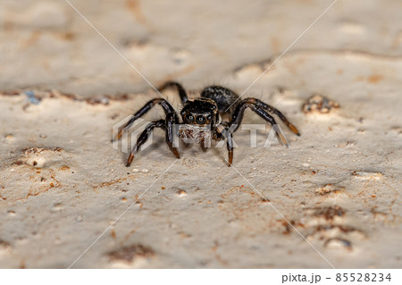Small jumping spider 85528234