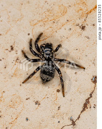 Small jumping spider Small jumping spider 85528235