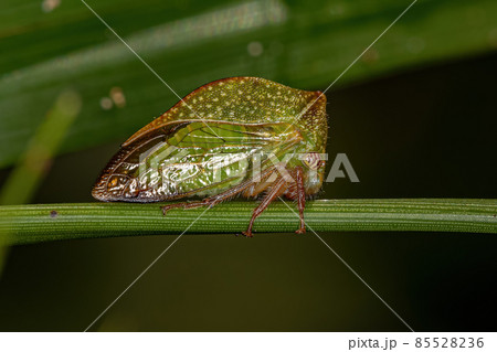 Adult Buffalo Treehopper 85528236