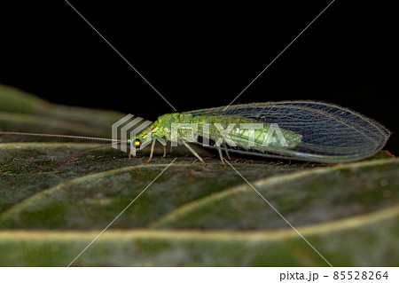 Adult Typical Green Lacewing 85528264