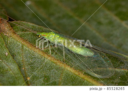 Adult Typical Green Lacewing 85528265
