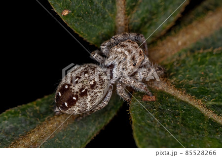 Adult Female Jumping Spider 85528266