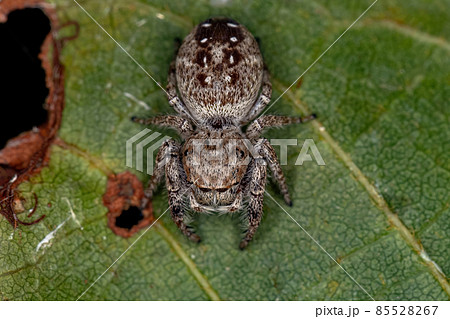 Adult Female Jumping Spider 85528267