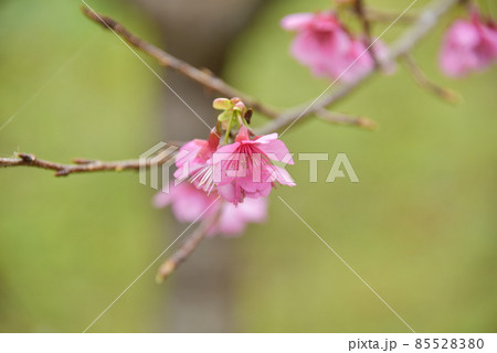 緋寒桜2022 85528380