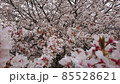 満開の桜 85528621