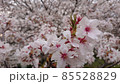 満開の桜 85528829