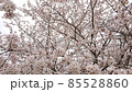 満開の桜 85528860