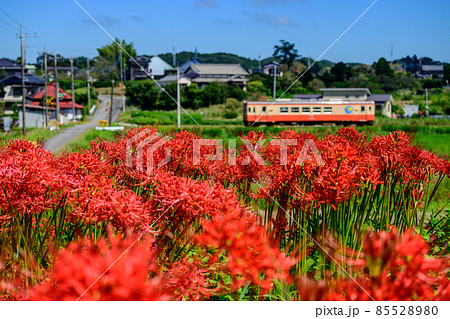 いすみ鉄道　と　彼岸花 85528980