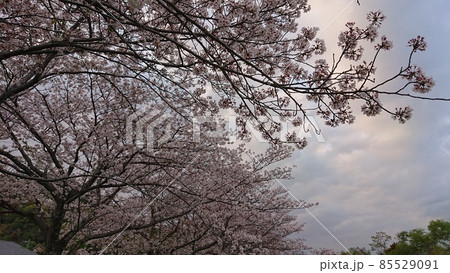 公園の桜 85529091
