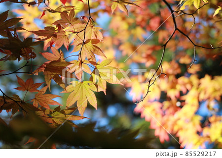 紅葉 紅葉 85529217