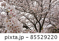 満開の桜 85529220