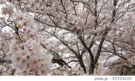 満開の桜 85529220