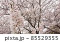 満開の桜 85529355
