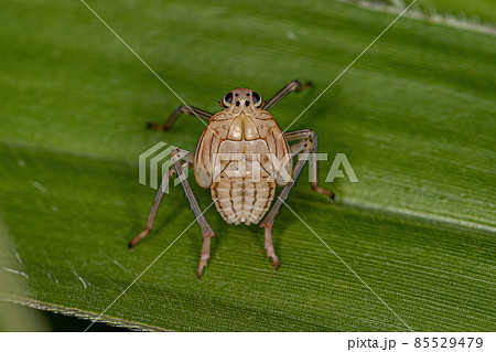 Dictyopharid Planthopper Insect Nymph Dictyopharid Planthopper Insect Nymph 85529479