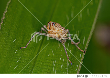 Dictyopharid Planthopper Insect Nymph Dictyopharid Planthopper Insect Nymph 85529480