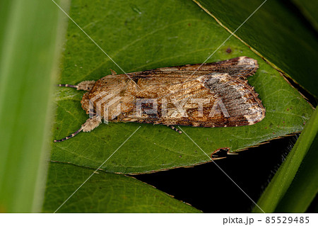 Male Adult Moth Male Adult Moth 85529485