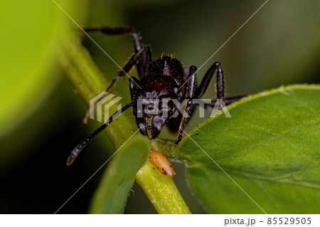Adult Female Ectatommine Ant Adult Female Ectatommine Ant 85529505