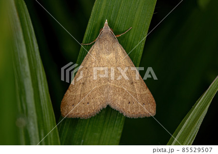 Adult Moth Insect Adult Moth Insect 85529507