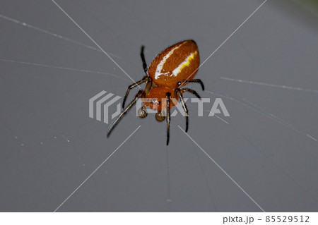 Adult Typical Orbweaver Spider Adult Typical Orbweaver Spider 85529512