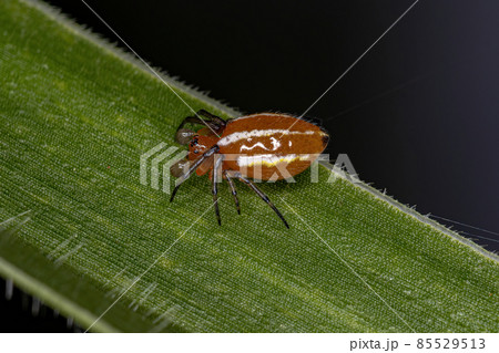 Adult Typical Orbweaver Spider 85529513