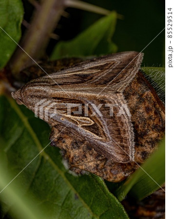 Adult Brown Moth Adult Brown Moth 85529514