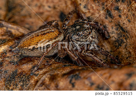 Adult female Jumping Spider Adult female Jumping Spider 85529515