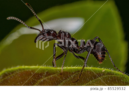 Adult Female Ectatommine Ant 85529532