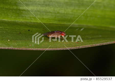 Adult African Fig Fly Adult African Fig Fly 85529537