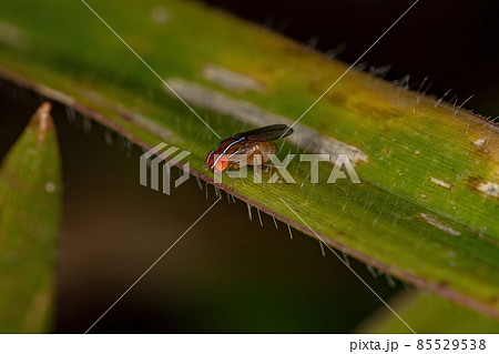 Adult African Fig Fly Adult African Fig Fly 85529538
