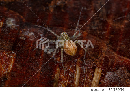 Striped Lynx Spider 85529544