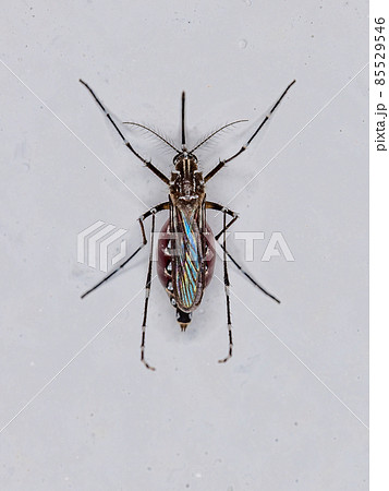 Adult Female Yellow Fever Mosquito Adult Female Yellow Fever Mosquito 85529546