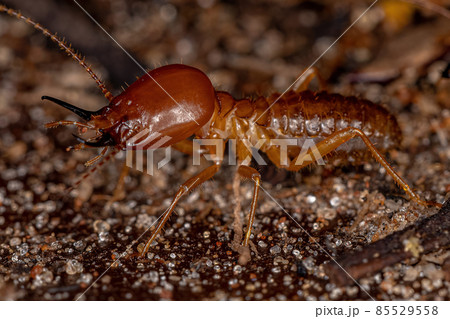 Adult Jawsnouted Termite 85529558