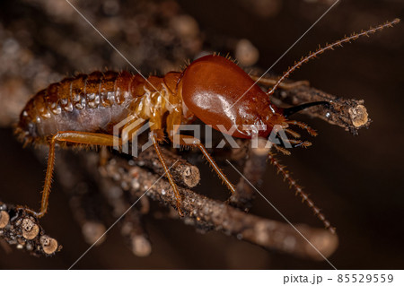 Adult Jawsnouted Termite Adult Jawsnouted Termite 85529559