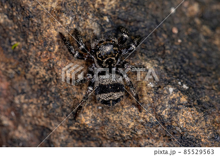 Small jumping spider 85529563