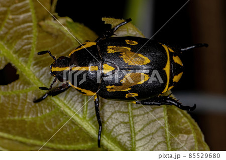 Adult Shining Leaf Chafer Beetle 85529680