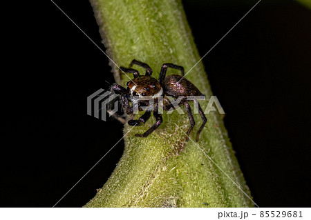 Small Male Jumping Spider 85529681
