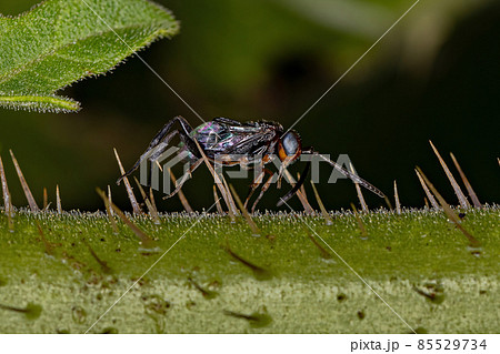 Adult Ensign Wasp 85529734