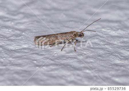 Adult Blastobasid Moth Adult Blastobasid Moth 85529736