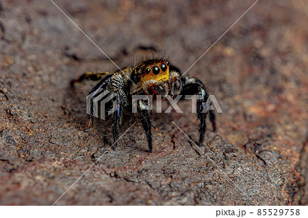 Male adult jumping spider 85529758