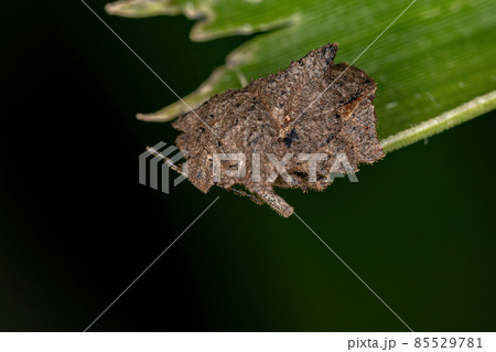 Adult Stink Bug Adult Stink Bug 85529781
