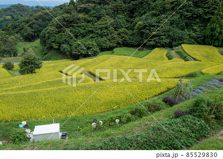 西畑の棚田 西畑の棚田 85529830