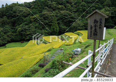 西畑の棚田 西畑の棚田 85529833