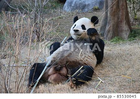 パンダ 85530045