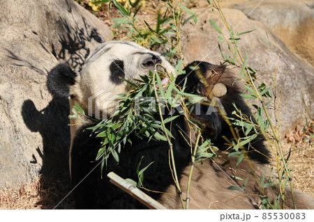 パンダ 85530083