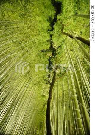 幻想的な嵯峨野の竹林 幻想的な嵯峨野の竹林 85530200