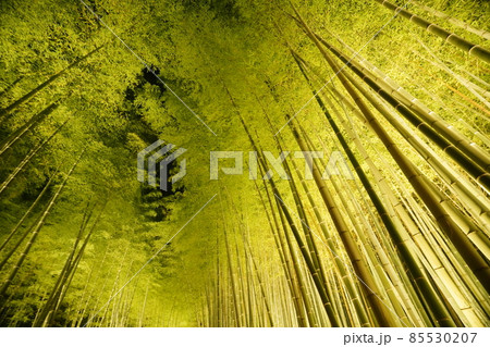 幻想的な嵯峨野の竹林 幻想的な嵯峨野の竹林 85530207