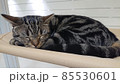 寝ている猫 85530601