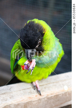 足でつかんだ餌を器用に食べるクロカミインコの写真素材 [85530684] - PIXTA