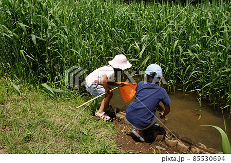 たも網で魚採取 85530694